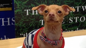 Dáš si Fofolu? Oblíbený pes s křivými zuby se jmenuje Tuna, je z útulku a svět ho znal dříve než my - Médium.cz