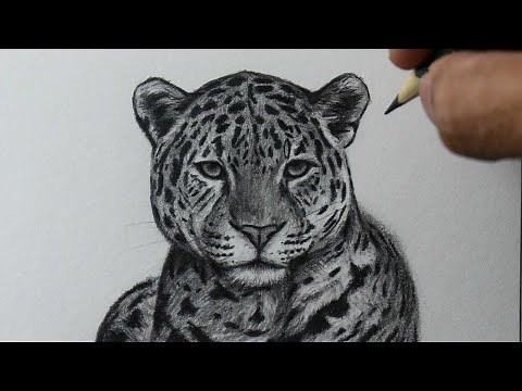 How to draw a Leopard