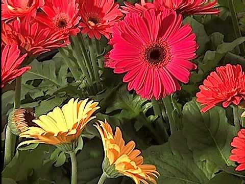 Gerbera Daisies