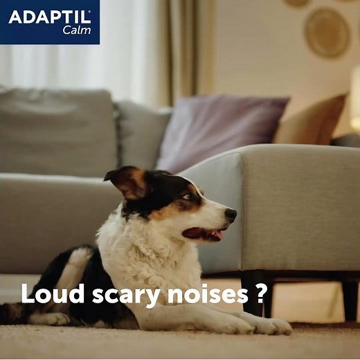 Build a Calming Routine for Fireworks Night (with ADAPTIL)