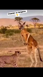Cheetah vs kangaroo 👇 #wildlife | Muhamad Abdul Karim