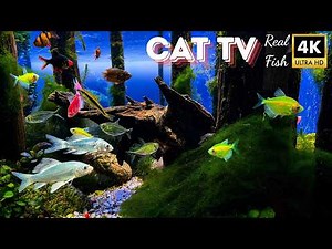 Cat TV 🐟 Colorful Fish Swimming Around the Tank for Cats to Watch (4K • 4 Hours)
