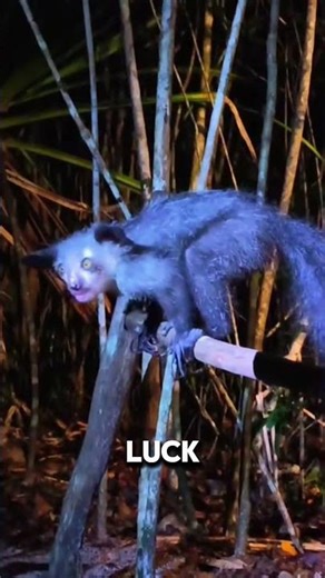 Aye-Aye🐒Looks Like a Horror Movie Detective 😱 Horror Detective #WeirdAnimals #Creepy #facts