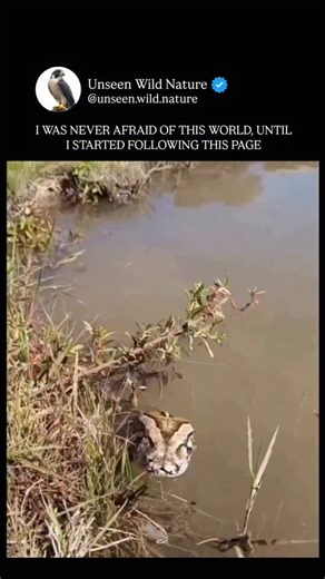 Unseen Wild Nature on Instagram: "Python is a powerful, high-level programming language known for its simplicity, readability, and versatility. Created by Guido van Rossum and first released in 1991, Python was designed with one clear goal: to make coding easy to learn and enjoyable to use. Its clean, English-like syntax allows beginners to understand concepts quickly, while its deep capabilities make it a favorite among professionals. One of Python’s biggest strengths is its wide range of appli