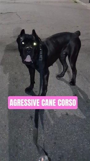 Cane Corso Attacking #dogaggression #dog