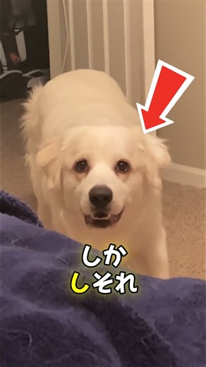 Her dog started staring at her... and then, this happened... 😨