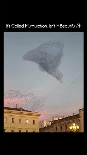 Murmuration is a spectacular natural phenomenon