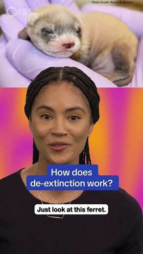 Scientists are resurrecting extinct species using a field of research known as de-extinction! There are a few major implications. Here’s how the process works. #research #extinct #science #clone #cloning #experiment #pbs #learnontiktok