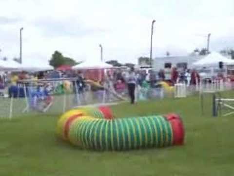Afghan Hound Jumping in Agility Show