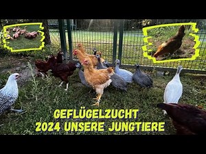 Geflügelzucht - unsere Nachzucht 2024 - Ausstellungtiere ?