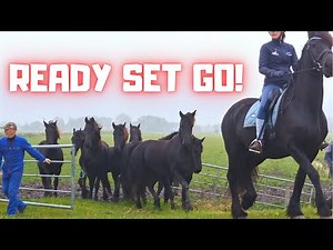 Ready Set Go!! Time to bring in the young horses | Friesian Horses