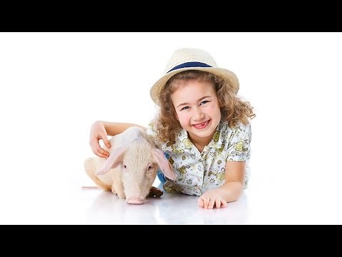 How to Train Your Potbellied Pig | Pet Pigs