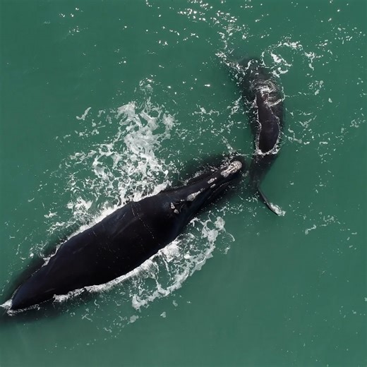 23K views · 428 reactions | Meet Snow Cone — a first-time mother — and her calf. As a North Atlantic right whale, she has left her feeding grounds and swam 1,300 miles south to give birth. | NOVA l PBS | Facebook