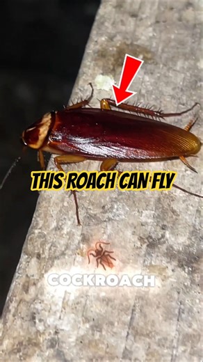 Flying Cockroach in Your House? Watch This 😱 #facts #didyouknow #shorts