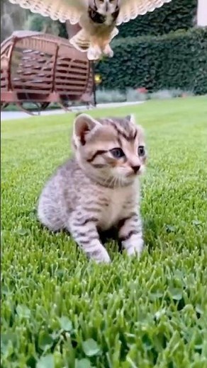 Barnowl swoops down on kitten and flies off.