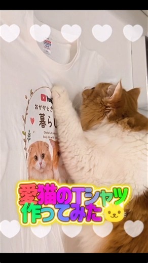 愛猫のTシャツ作れるって知ってた？🫪🙀【SUZURI】#おかかときなこの暮らし#猫#猫Tシャツ#SUZURI#猫グッズ#猫YouTuber#shorts #cat