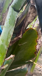 POV: Banana Stalk Cutting #SagingSaba | Rex M. Decoy