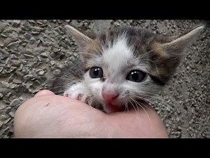 Kitten meowing because someone abandoned its on the street