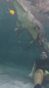 593K views · 5.9K reactions | Gator Swim #onlyinflorida #Alligator | Wild Charles | Facebook