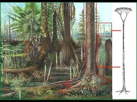 FASCINATING FOSSILS: THE LEPIDODENDRON / SCALE TREE - SAGINAW, MICHIGAN