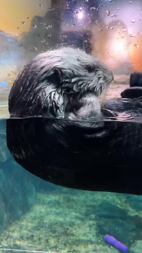 Becoming Best Friends with Sea Otters at Georgia Aquarium