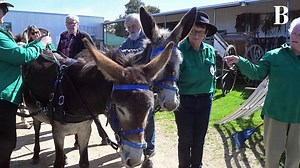 Eight donkeys pull a cart in Bendigo