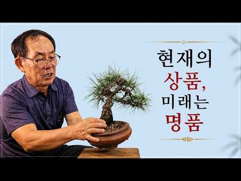 분재관리 675강 예솔지기는 어떤 기준으로 분재를 고를까?(2026.8.4)
