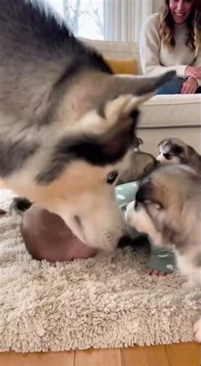 動物と人間の、言葉は要らない温かい時間。#感動ドラマ, #バズる動画, #ショートフィルム, #物語