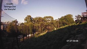 1.2K views | Footage released from the Taronga Zoo in Sydney, Australia shows the moment five lions escaped their enclosure and sparked a lockdown at the park. https://bit.ly/3VKYrpN | Fox 8 News | Facebook
