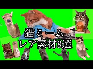 【猫ミーム素材】レア8選#まとめ#cat#memes#greenscreen#ネコ#meme