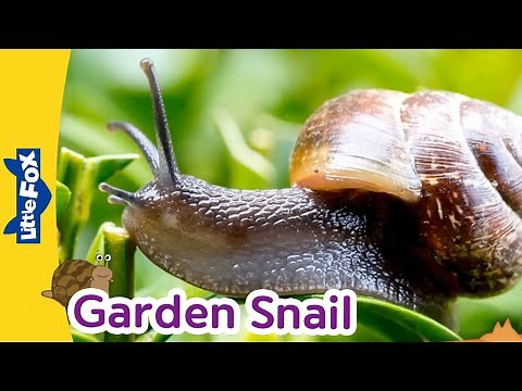 Meet the Animlals | Garden Snail | Gastropods | Stories for Kindergarten