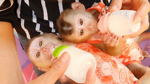 21K views · 152 reactions | Both Lovely Baby Lion & Sono So Much Drinking Milk Today | Baby Lion | Facebook