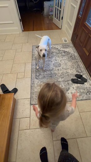 Teach your children to work/train your dog as well. Helps maintain social pack order. Also builds their bond. #2yrolddogtrainer | Pack Leader Canine Training