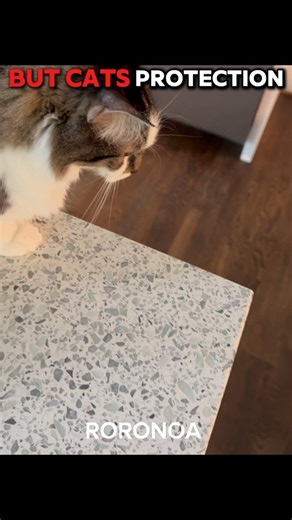 Dogs Protection Vs Cats Protection😽 💀 #shorts #cat