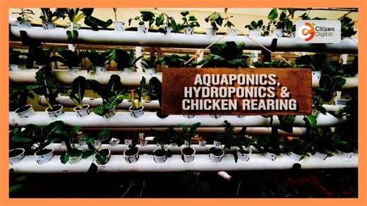 Smart Farm: Integrated system boosts yields in Kiambu