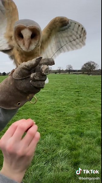 Adorable Barn Owl Kit Cuteness in Slow Motion