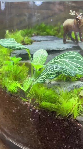 Creative Terrarium Making Tips for a Cozy Home Ambiance