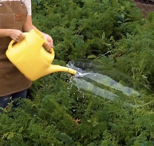 Brillantes consejos para regar las plantas | En modo Madera