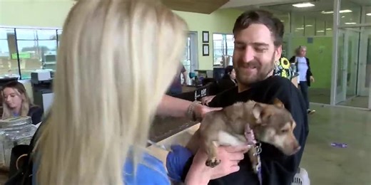 Longview Animal Services offers free microchips through February