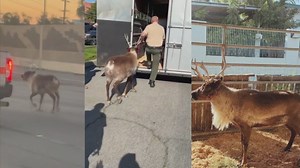 Reindeer spotted running on LA freeway