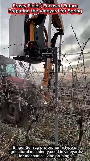 Frosty Fields, Focused Future | Preparing the Vineyard for Spring