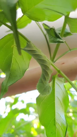 Exploring the Fascinating Green Caterpillar Behavior