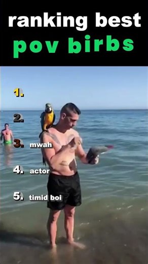 Ranking Best POV Birds🐦