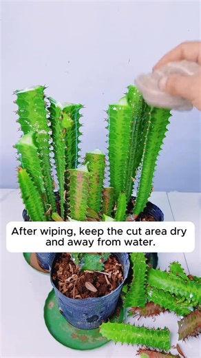 How to prune the dragon bone plant #gardenhacks #gardeningmakemehappy #gardeningtips #gardeningideas | Garden For Life