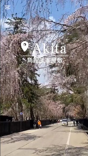 角館武家屋敷の桜