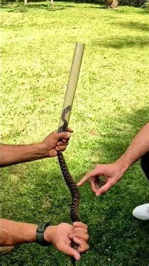 Jararaca snake - Handle safely - Caution! 😱 #shorts