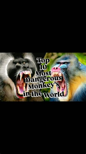 Top 10 Most Dangerous Monkey's in the World 🐒🐒🐒