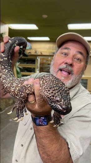 Mexican Beaded Lizard With No Anti-venom!! 😱🔥
