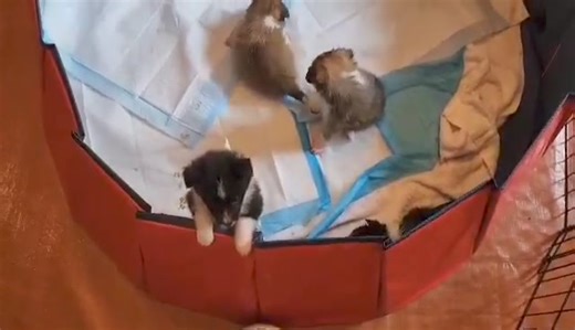 The CISR Puppy Drone has found the pups having a pool party! Pebbles is ready to get out. | Central Illinois Sheltie Rescue