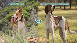 Dog Breed Comparison: Denmark Feist vs. Treeing Walker Coonhound